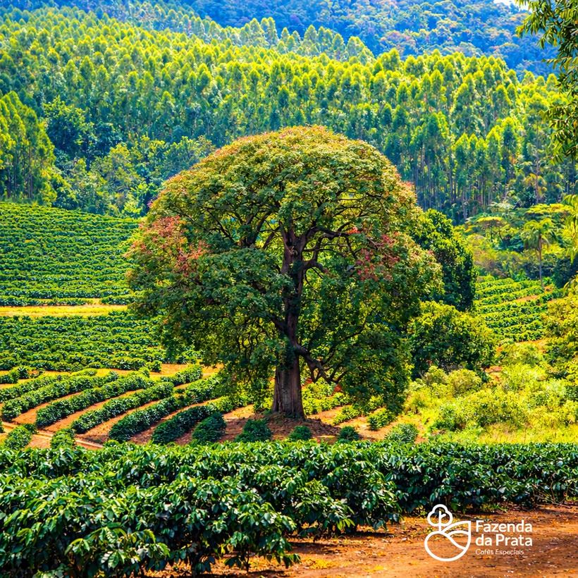 Família produtora na fazenda